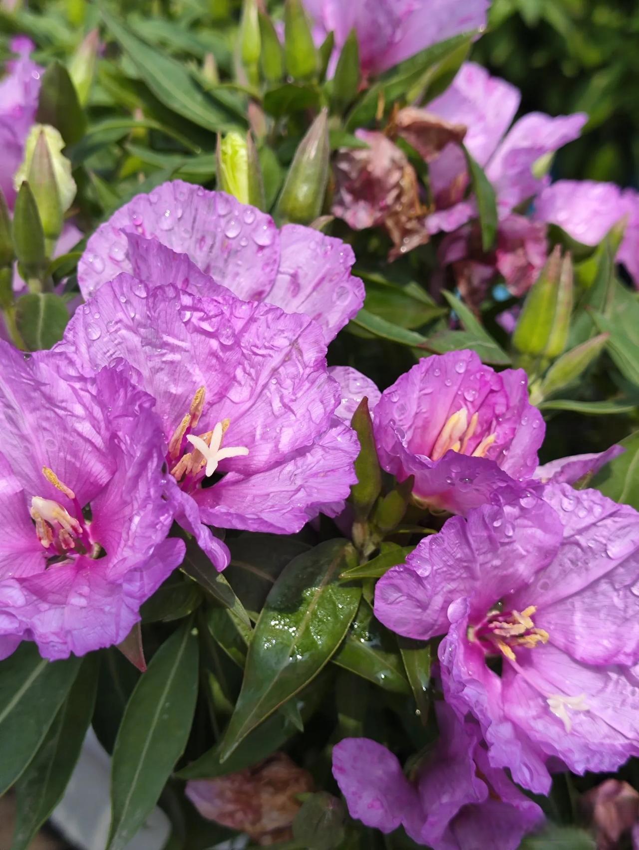 绿野 紫花