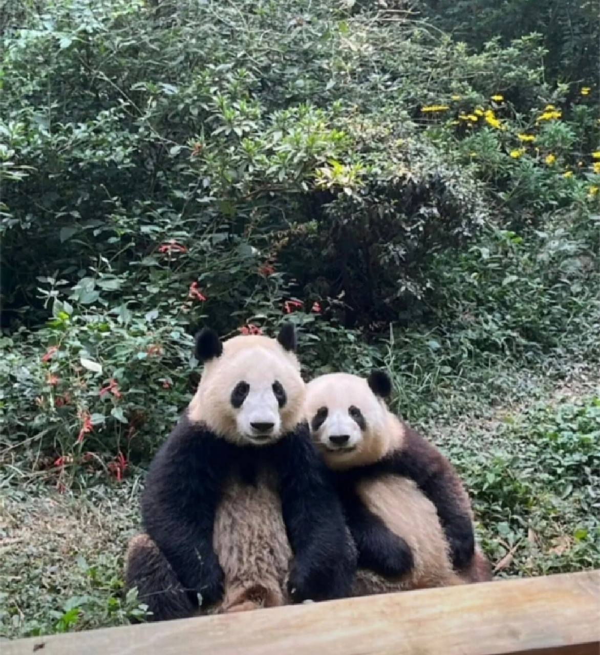 和花和叶的合照看着可以笑很久 和花你真是明星镜头感绝了,教一教你