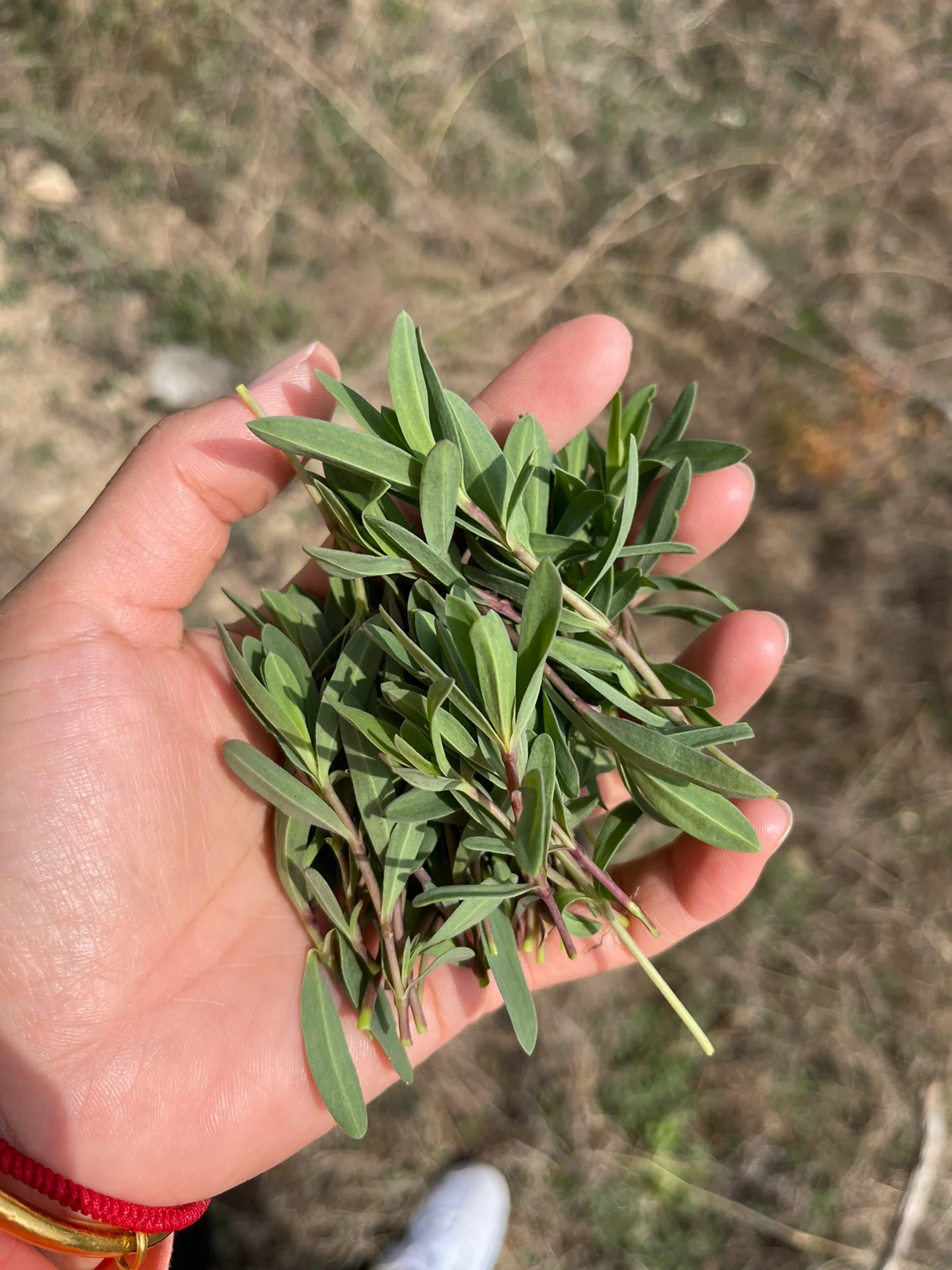山蚂蚱菜 长这么大第一次来山上采蚂蚱菜,盆友家是平度的,来她老家玩