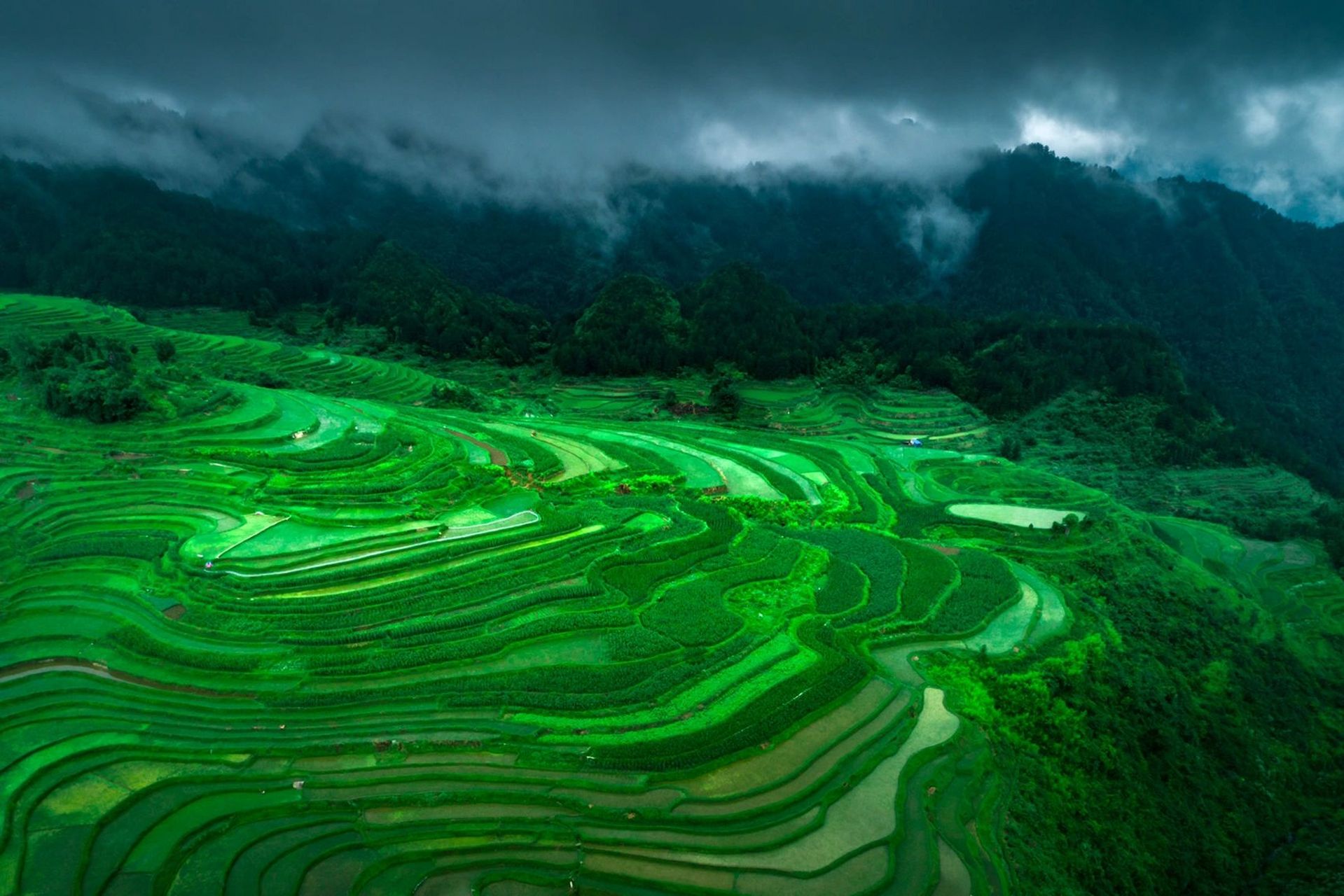 高要梯田油菜花图片