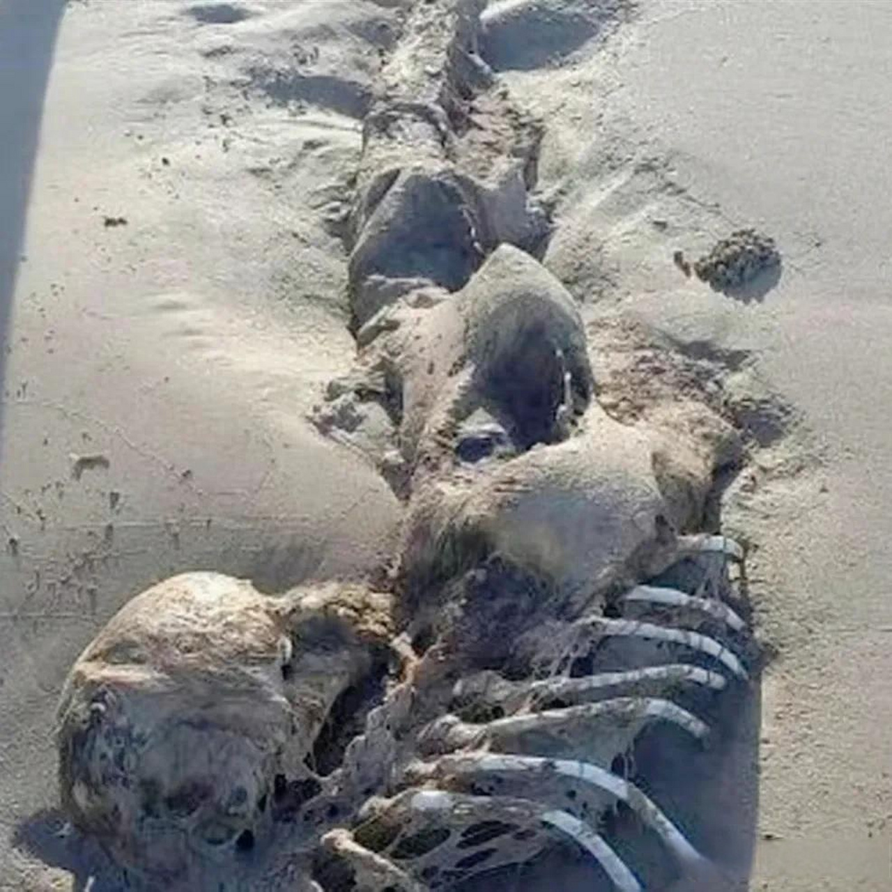 澳洲海滩惊现美人鱼骷髅骨,一个礼拜前,澳大利亚一位居民,波比李奥茨