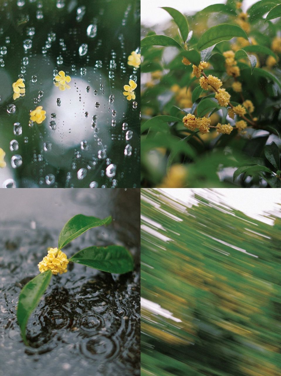 雨中桂花满地唯美图片图片