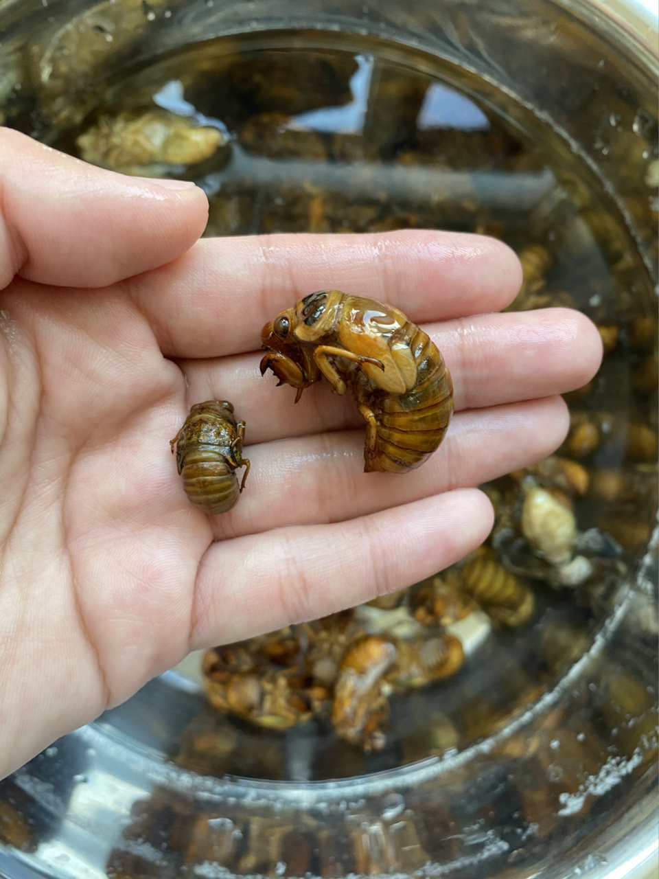 截留龟97 这种小的你们都叫啥