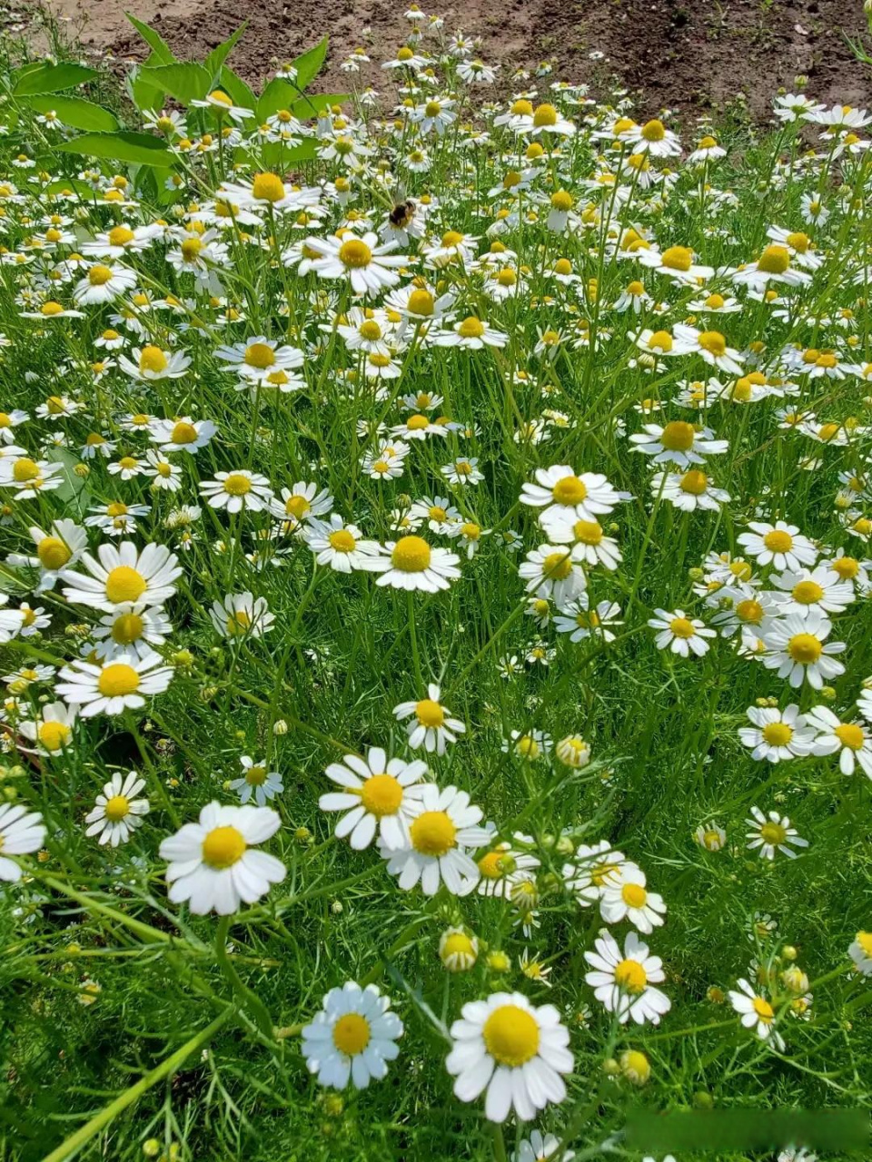 德国洋甘菊.德国洋甘菊多年生的菊科春黄菊属草本植物,花期为3—5月. 