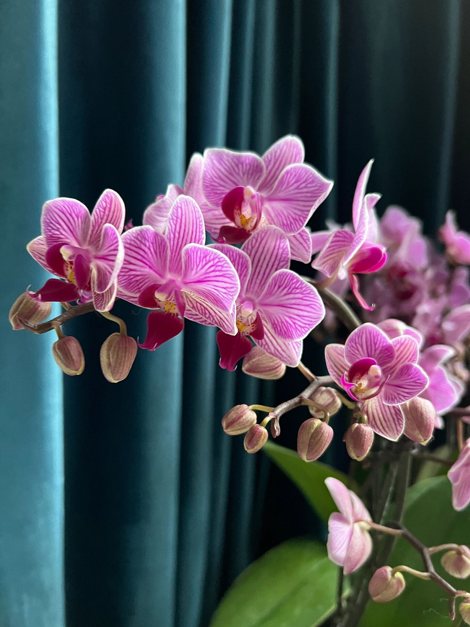 蝴蝶兰·圣地亚哥 小花矮株双梗 适合桌面