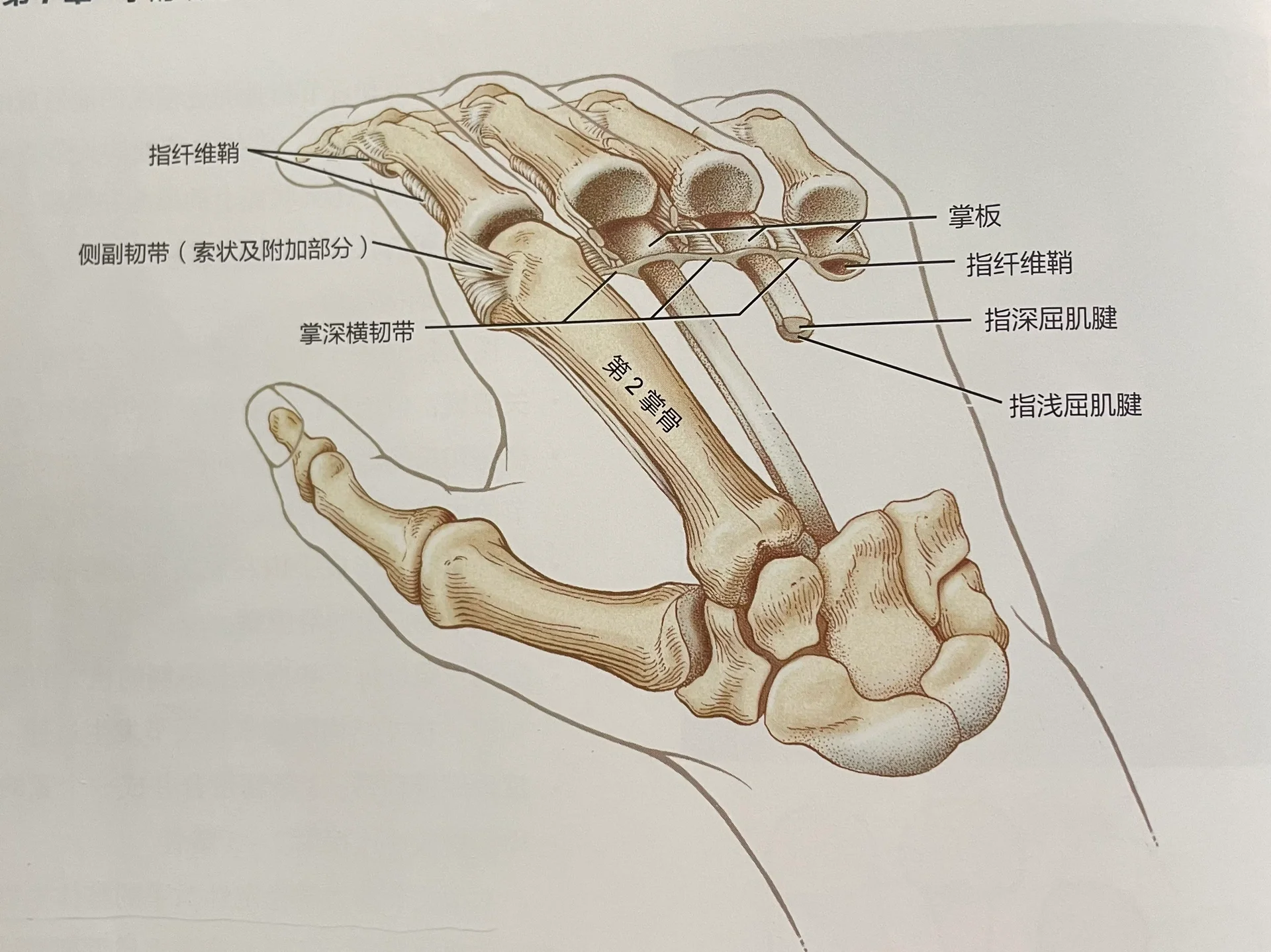 指间关节位置图图片