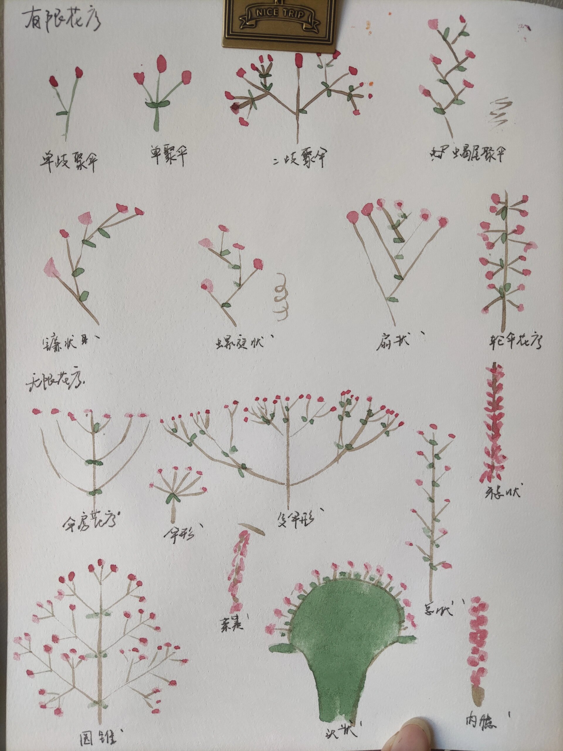 花序检索表图片