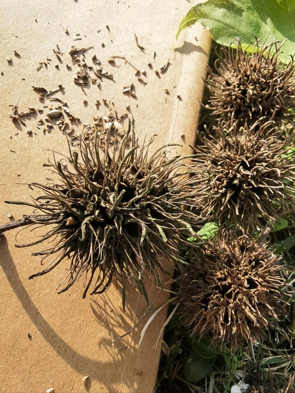 偶遇像海胆又似板栗的路路通99 【路路通】别名 枫实,枫果,枫木上球