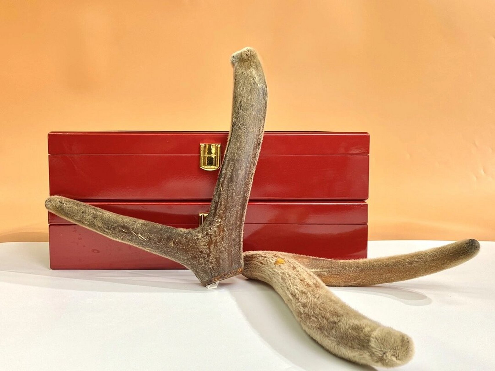 04鹿茸角 04鹿茸角 高等级大鹿角,切片后有腊片,粉片,非常鲜嫩