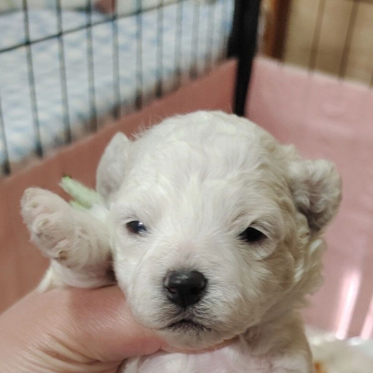 比熊幼犬,16天,睁眼了!