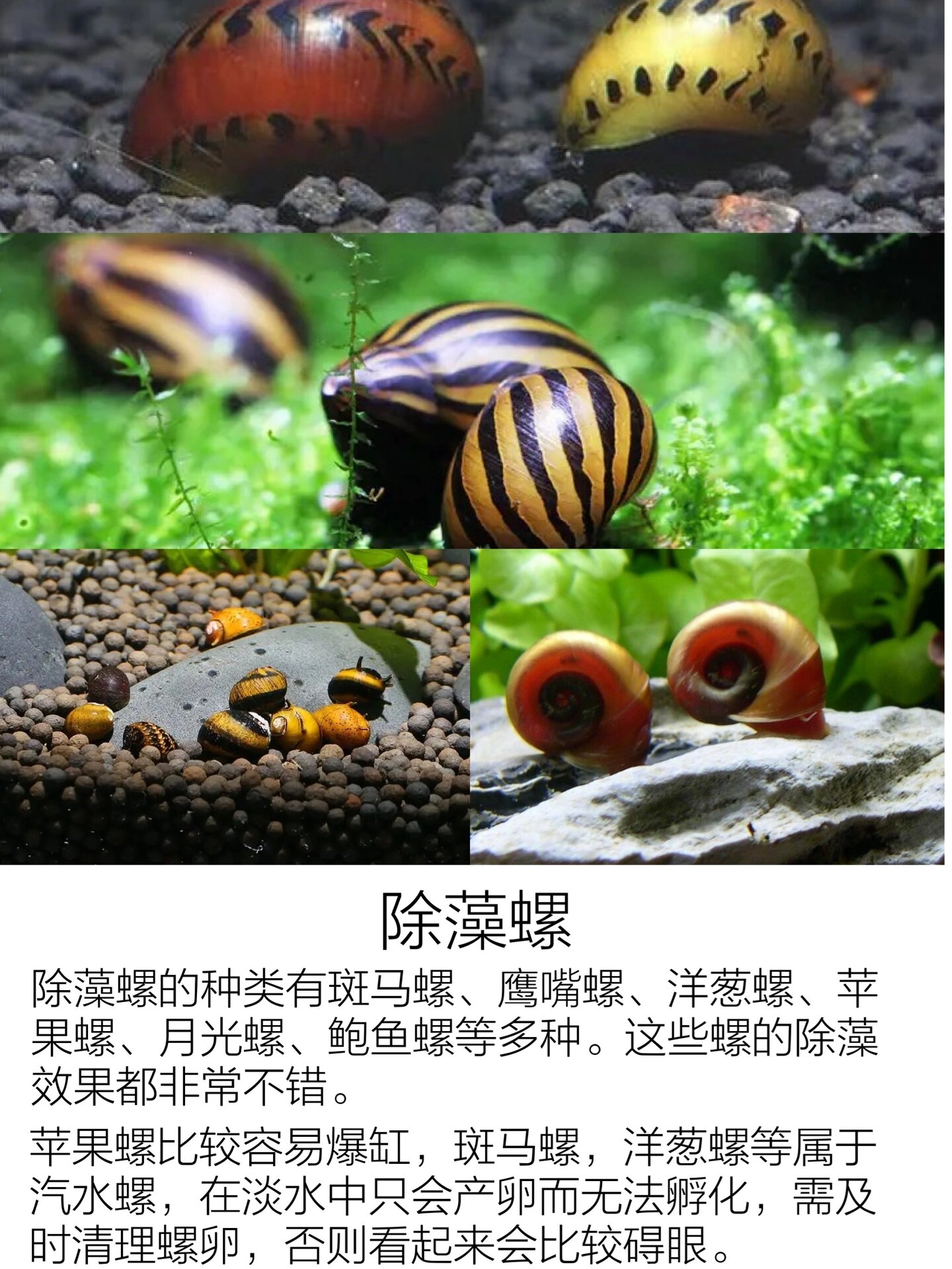 鱼缸工具鱼清洁鱼推荐|除藻清洁通通搞定