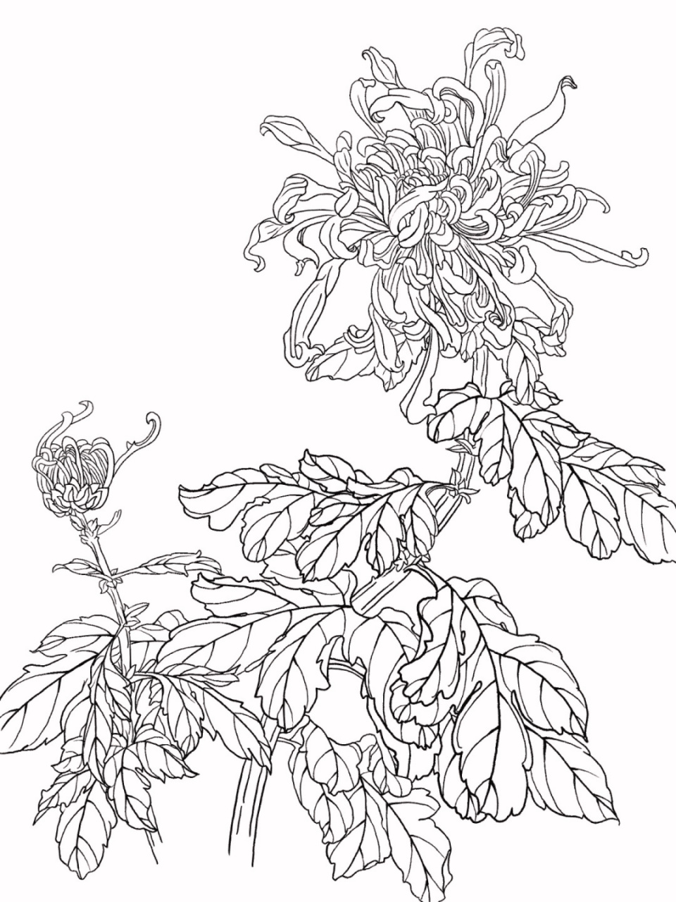 菊花线稿练习 #procreate绘画# #线稿# #菊花# #国风插画# #画画日常