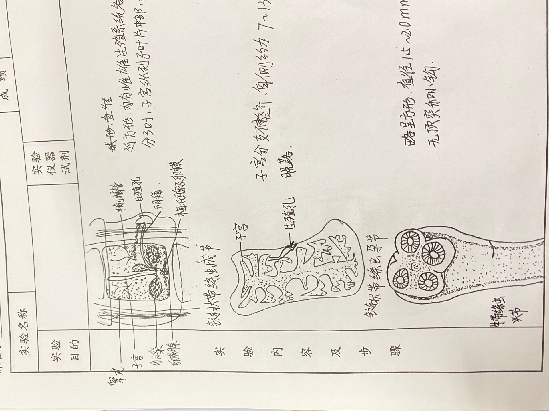 寄生虫 绦虫 吸虫手绘图 肝吸虫虫卵 姜片吸虫虫卵 日本血吸虫虫卵