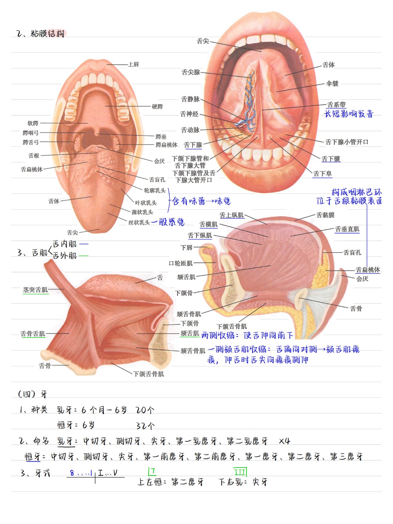 舌肌萎缩图片