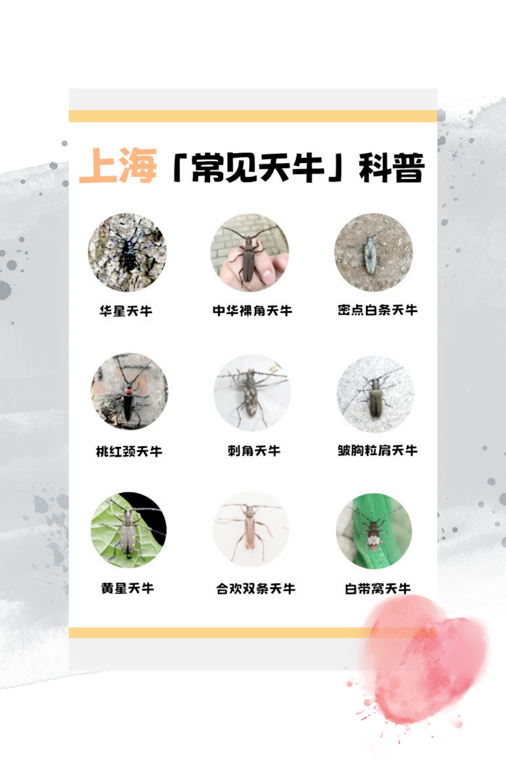 《上海常见天牛图鉴》  上海的天牛图鉴,快来看看你认识几种?