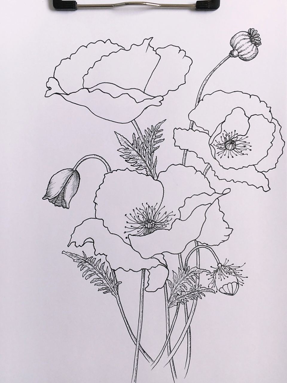✨每日画画的感悟: 罂粟花很漂亮,有一种特别的味道,特别是一大片