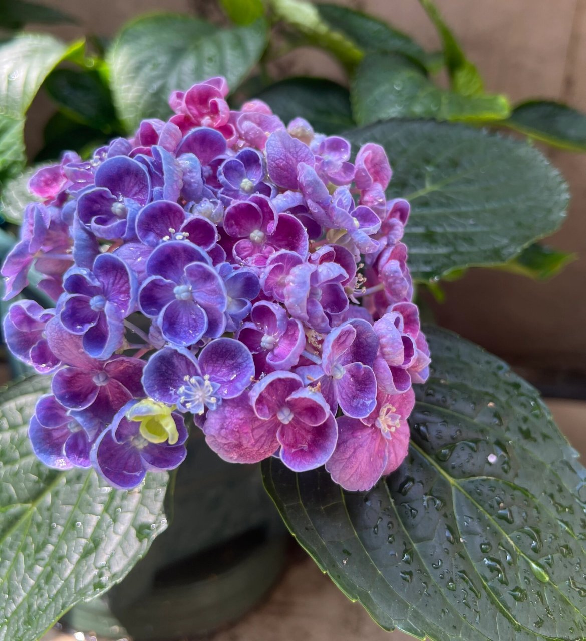 绣球:爆米花和爱莎区别 爆米花:花瓣更厚实,更卷一点, 爱莎:花瓣更薄