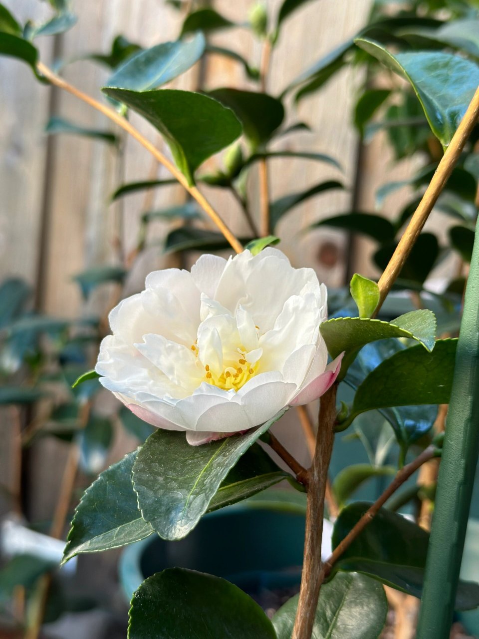 朝仓asakura{茶花} 今年的第一朵茶梅,悄咪咪的就开啦上周末还是个