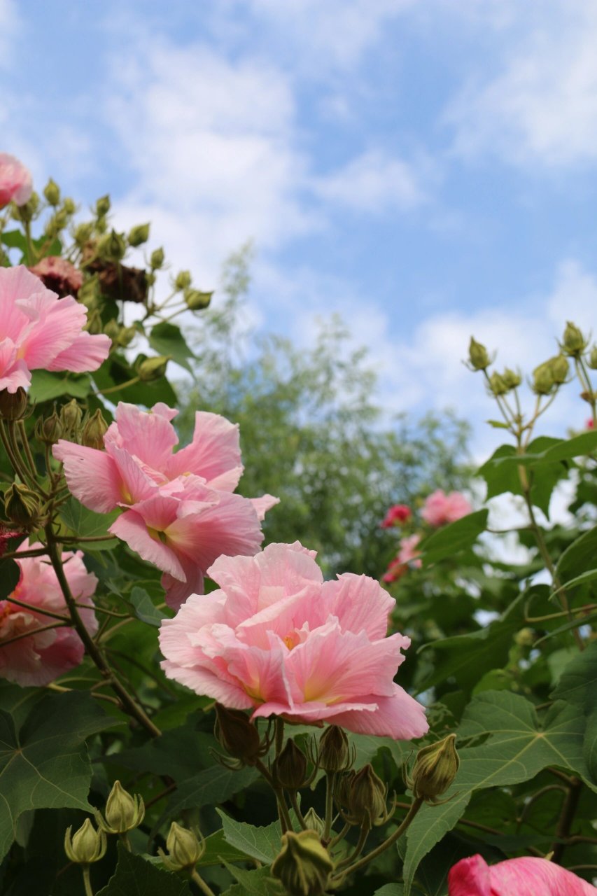 芙蓉花是成都市花, 具有富贵吉祥,团圆美满的寓意.