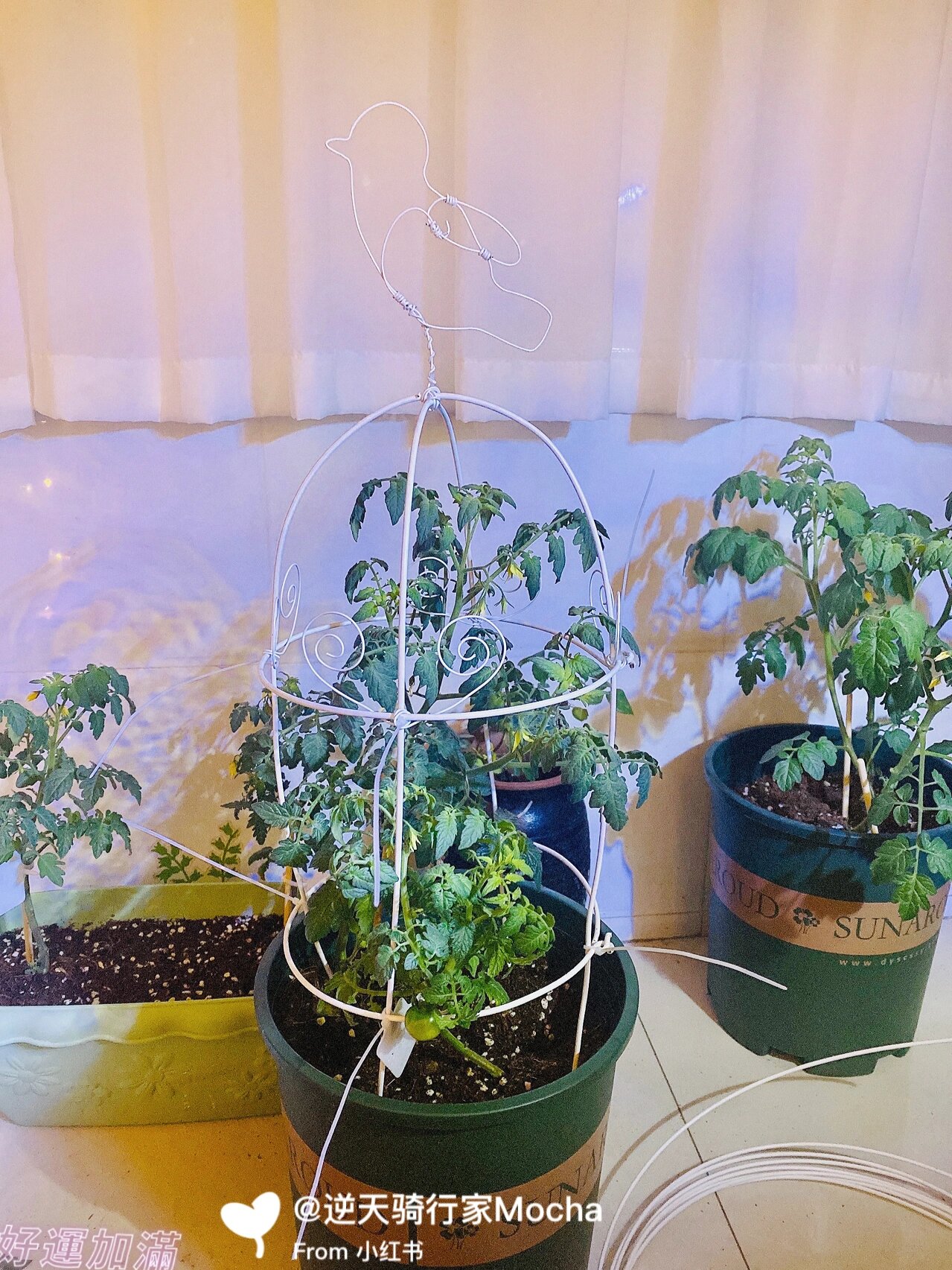 铁丝花架制作