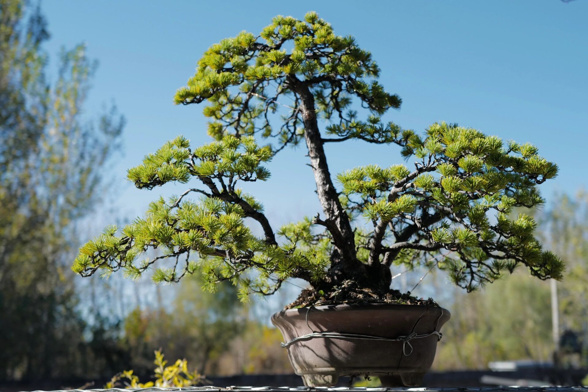 五针松 丛林五针松