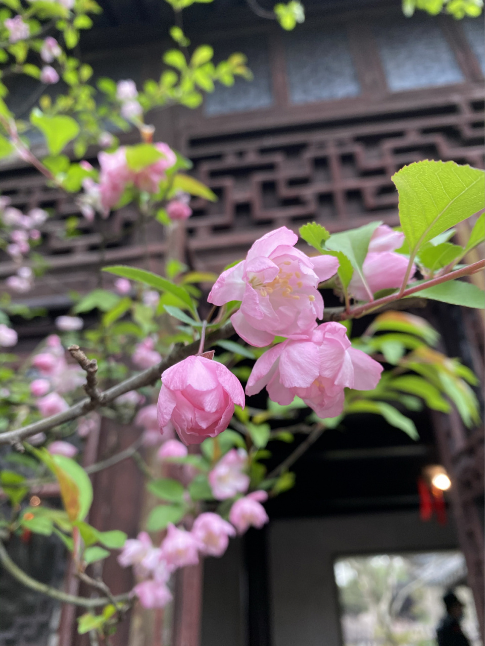 留园|海棠花盛开 #苏州旅行