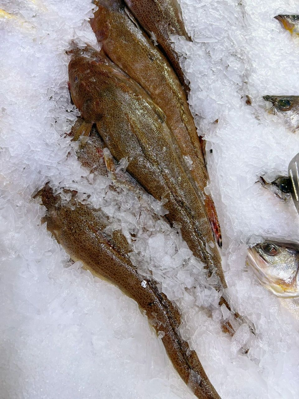 材料:牛尾鱼 枸杞 黄芪 葱姜蒜 香芹 先把鱼两面煎一下,放葱姜蒜.