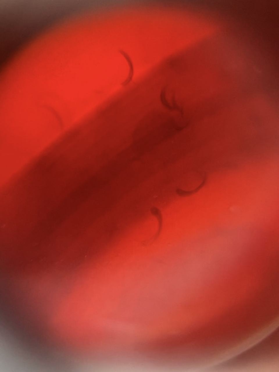 高温加色玛瑙留下的火劫纹 更新了图片给大家看得更清楚04 月牙93