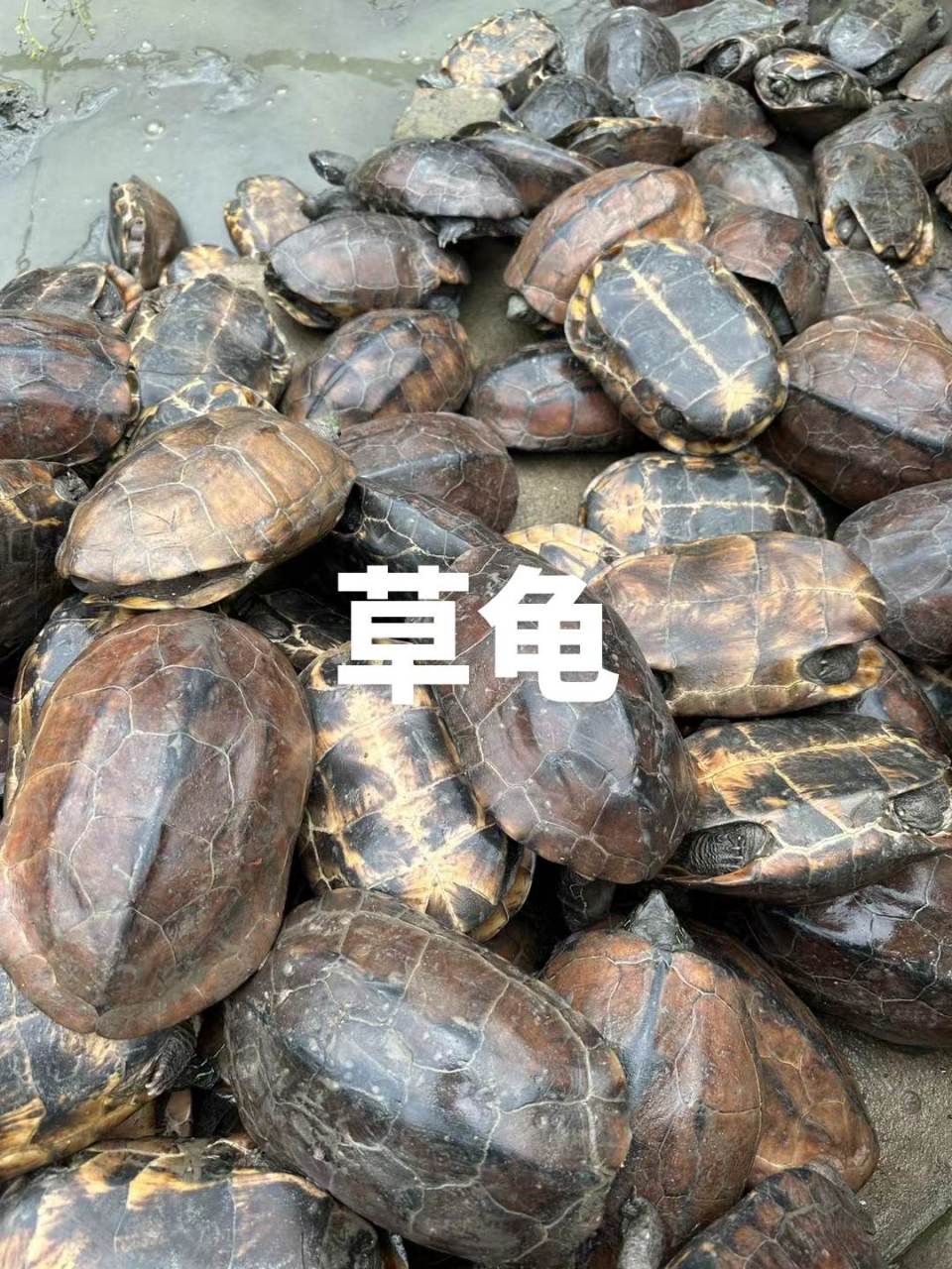 外塘中华草龟;1到3斤,50一斤,煲汤营养,可以养殖,产蛋皆可,餐饮店煲汤
