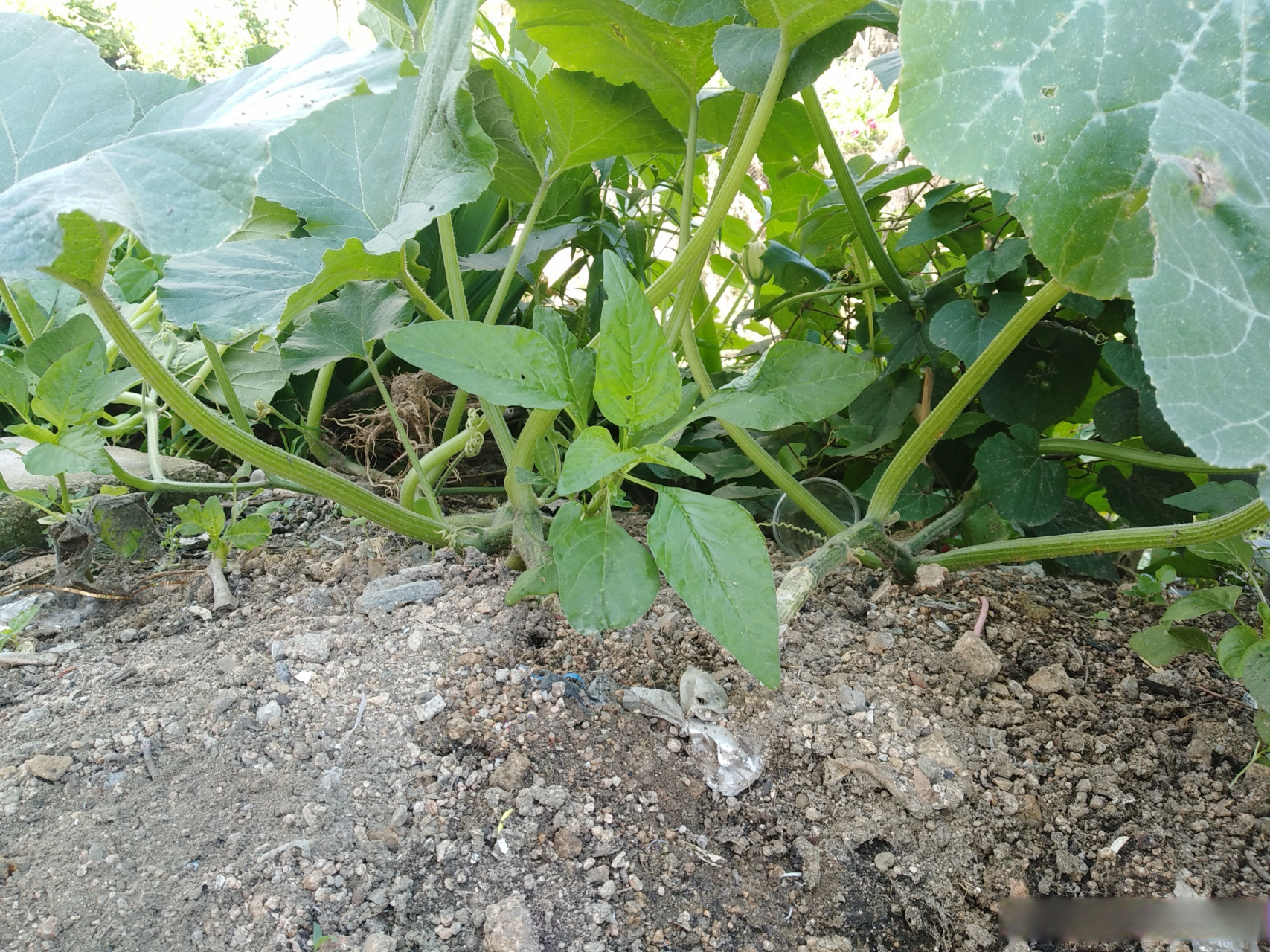 植物非常神奇 在地球上 植物就是生命體一體