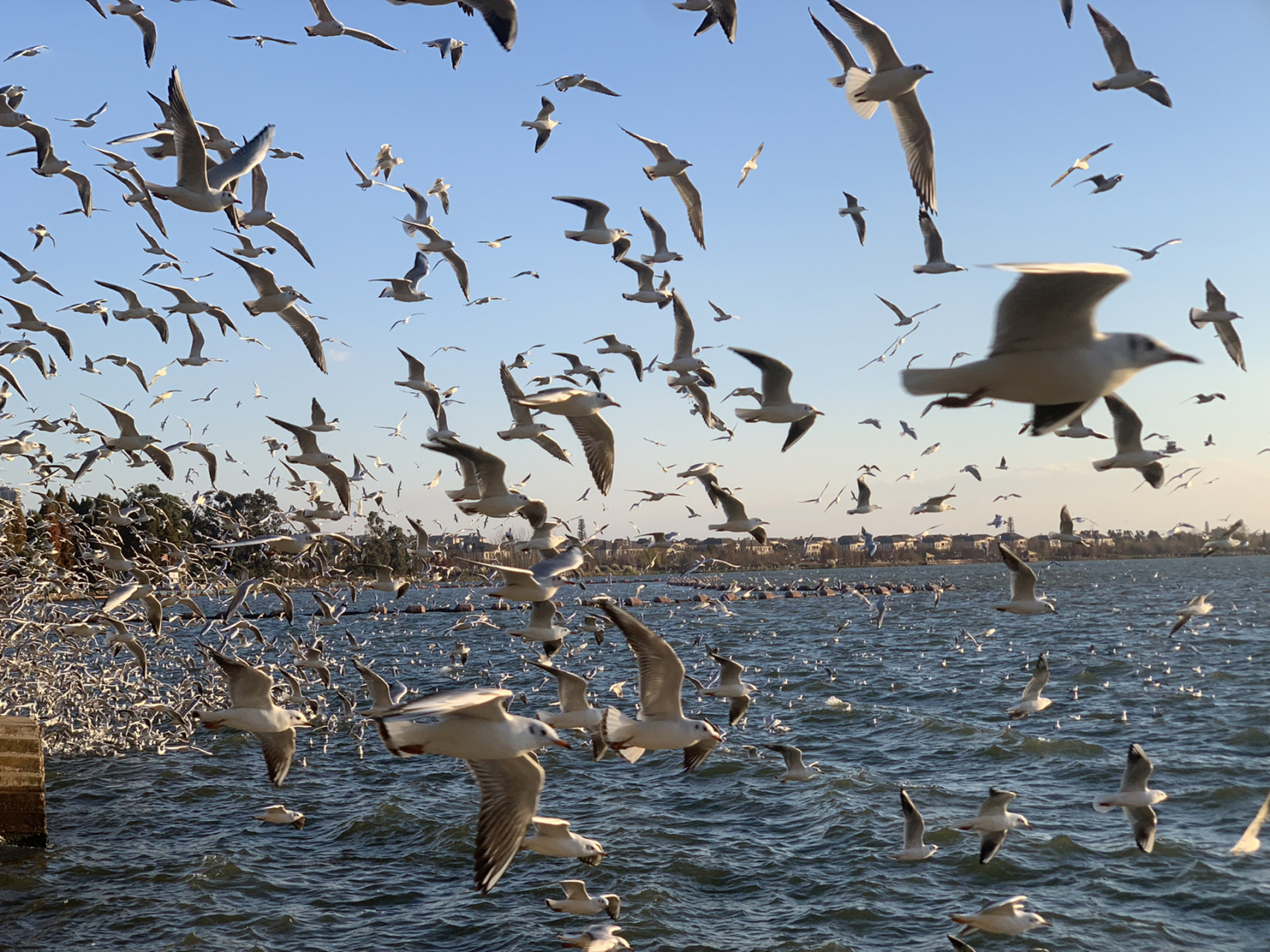 昆明海鸥最多的地方～ 这大概是昆明海鸥最多的地方了,密密麻麻都快有