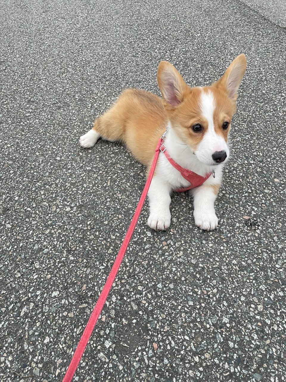 柯基不愿意散步是咋回事 快4个月大柯基,出门散步,走10分钟 要抱30秒