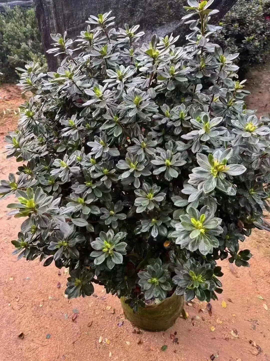 原生精品丹东红杜鹃 杜鹃