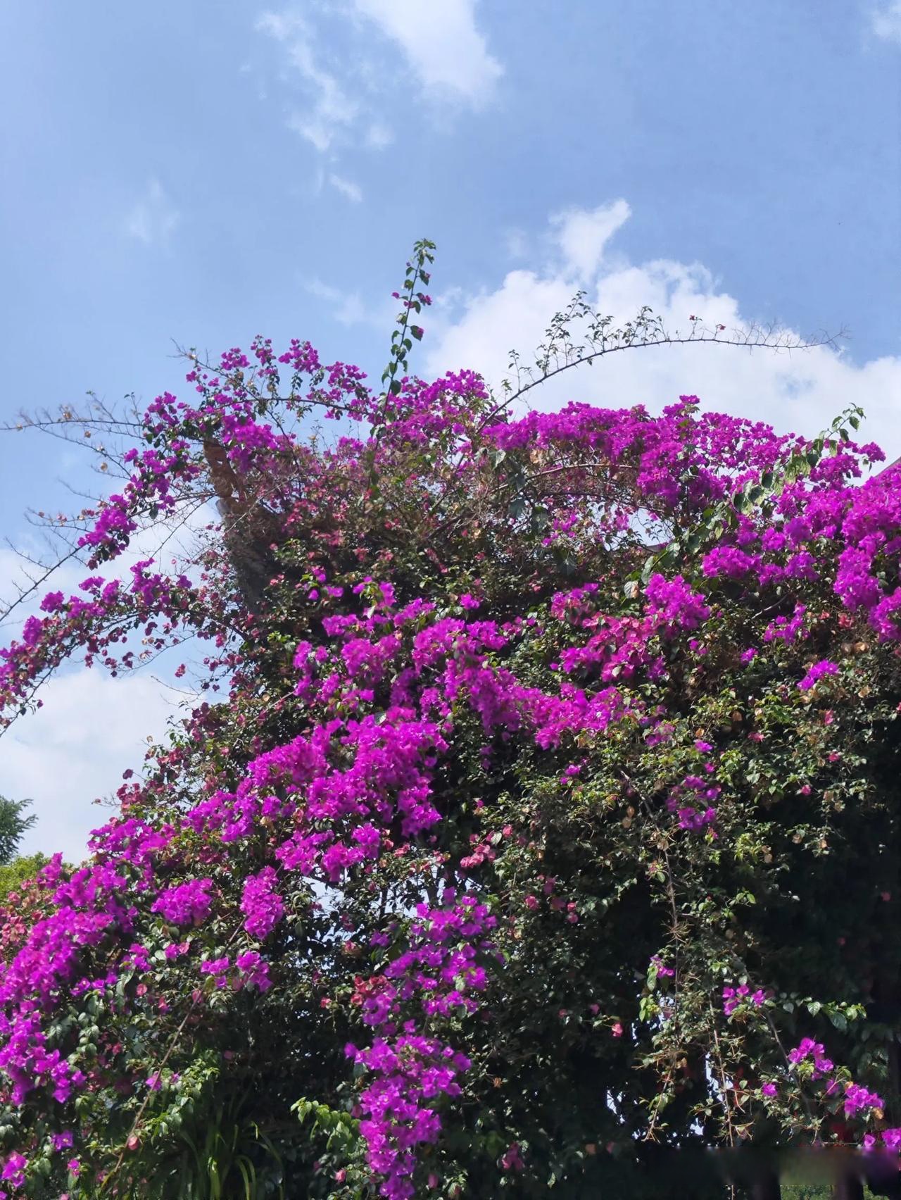 记录夏日的花花草草 怒放的三角梅 三角梅美丽随拍 你喜欢三角梅吗