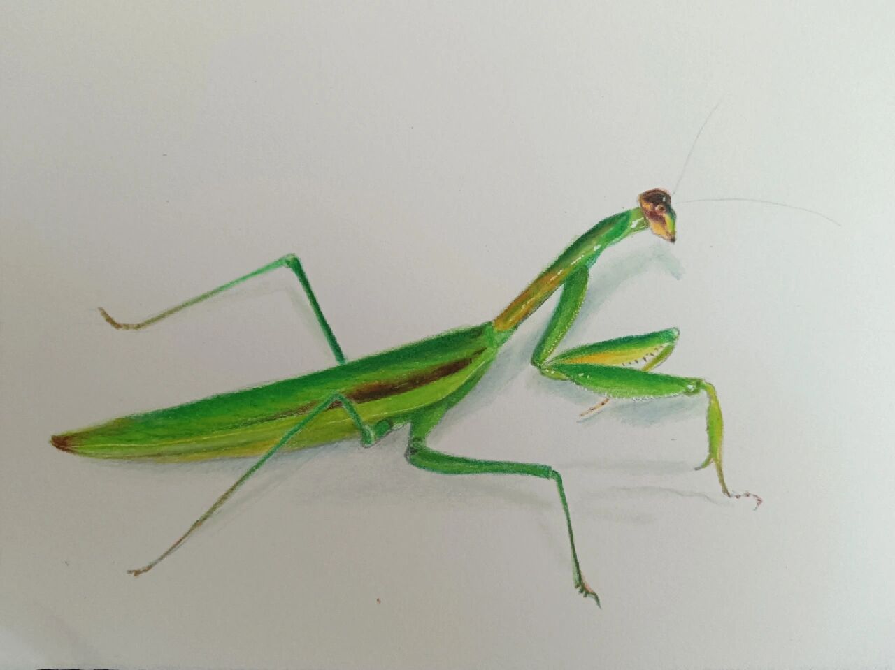 彩铅昆虫 螳螂