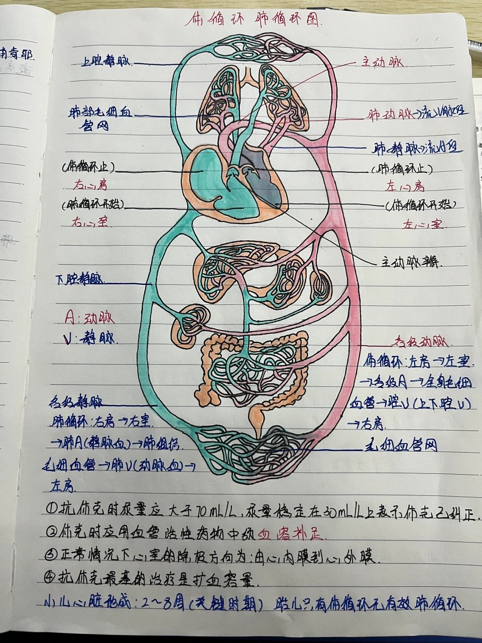 体循环是指含氧丰富的动脉血从心脏泵出,经过动脉系统到达身体父鲻