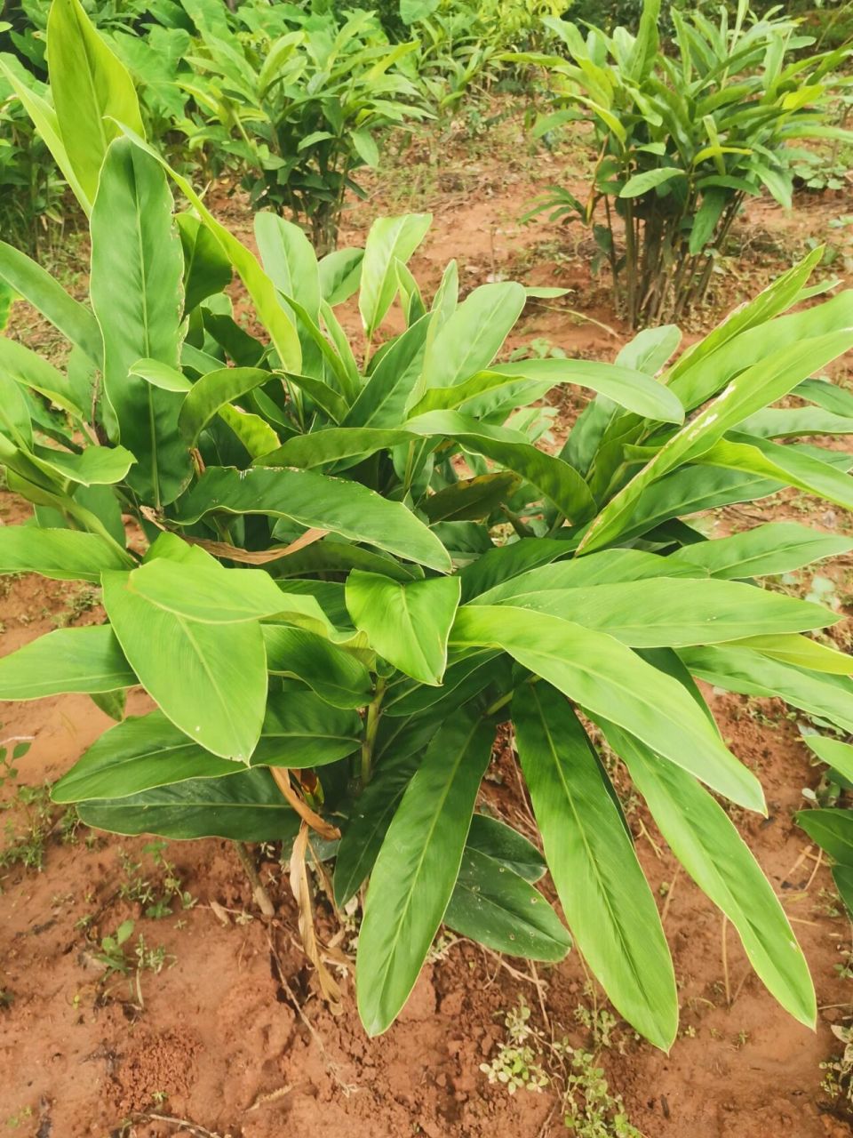 南姜种植,今年的南姜生得比较漂亮,年底开 南姜种植,今年的南姜生得