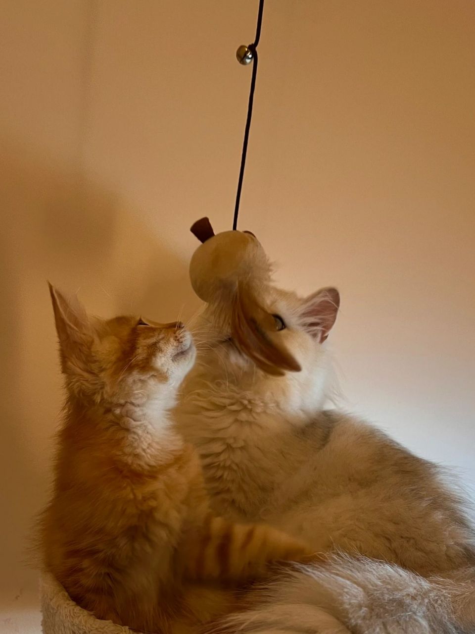 布偶与橘猫混血的布橘 橘猫也可以很帅