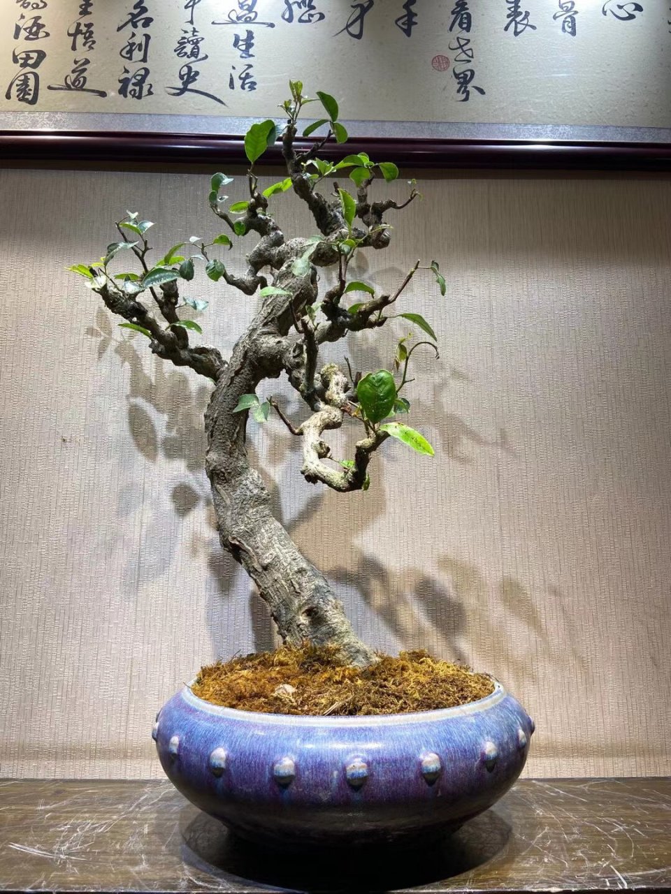 97可观赏,可入药 | 两面针盆景94 (图二为叶子)小李从小听到有