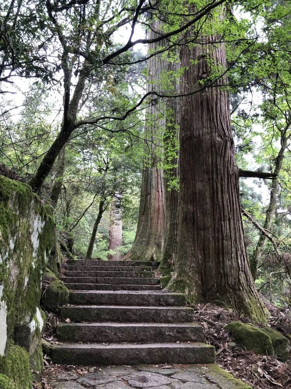 天目山—天人之境·博物森林 天目山位于浙江省临安市境内,有东西两