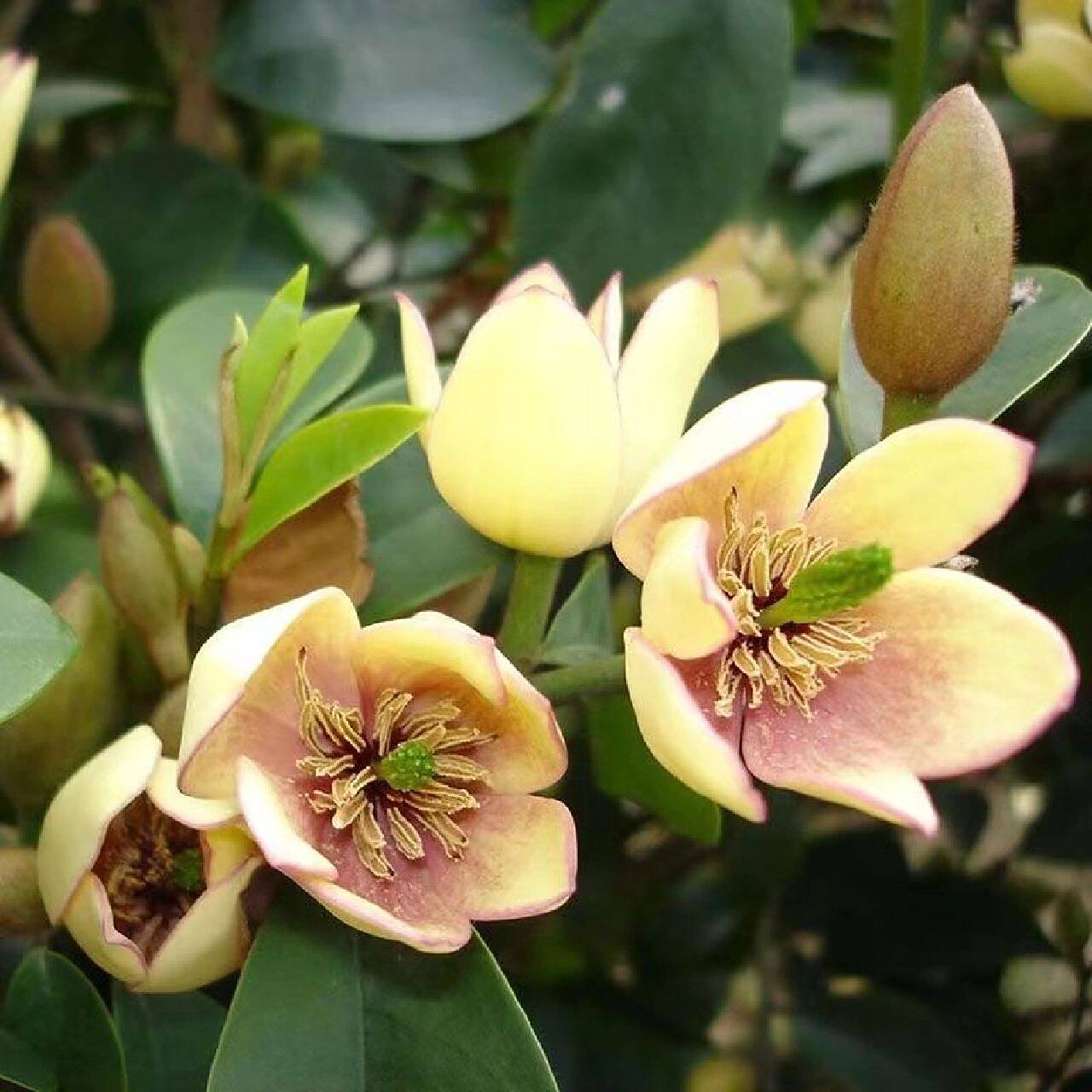 花境植物第223弹——含笑花 含笑花是木兰科含笑属常绿灌木,高2-3米