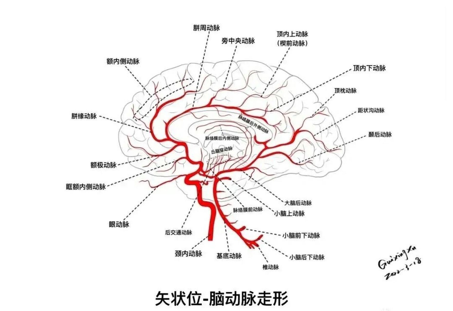 头部血管分布立体图图片