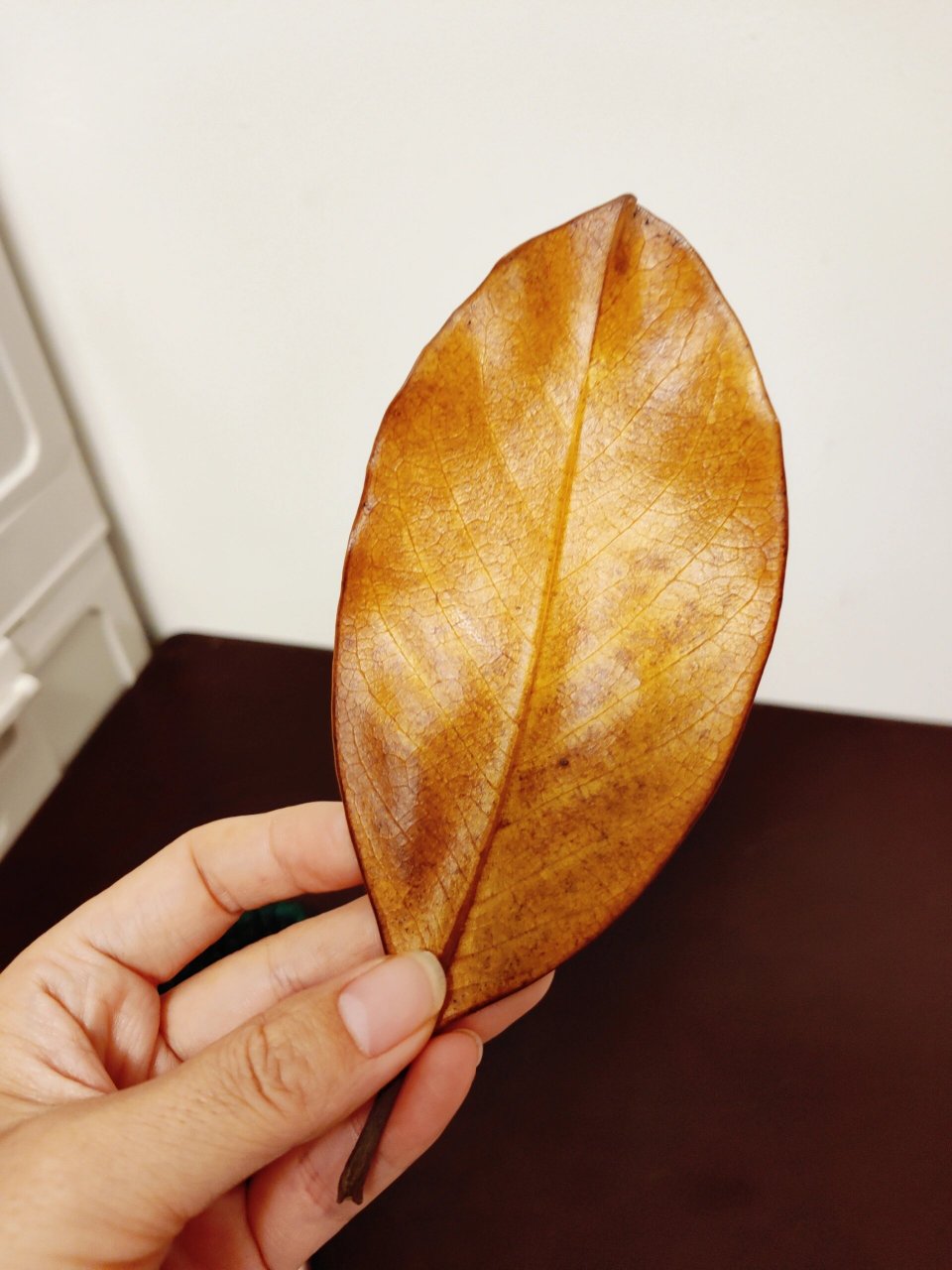 新落叶,黄落叶,哪个是你的梦中情色 广玉兰叶,一个顾客要2种颜色做画