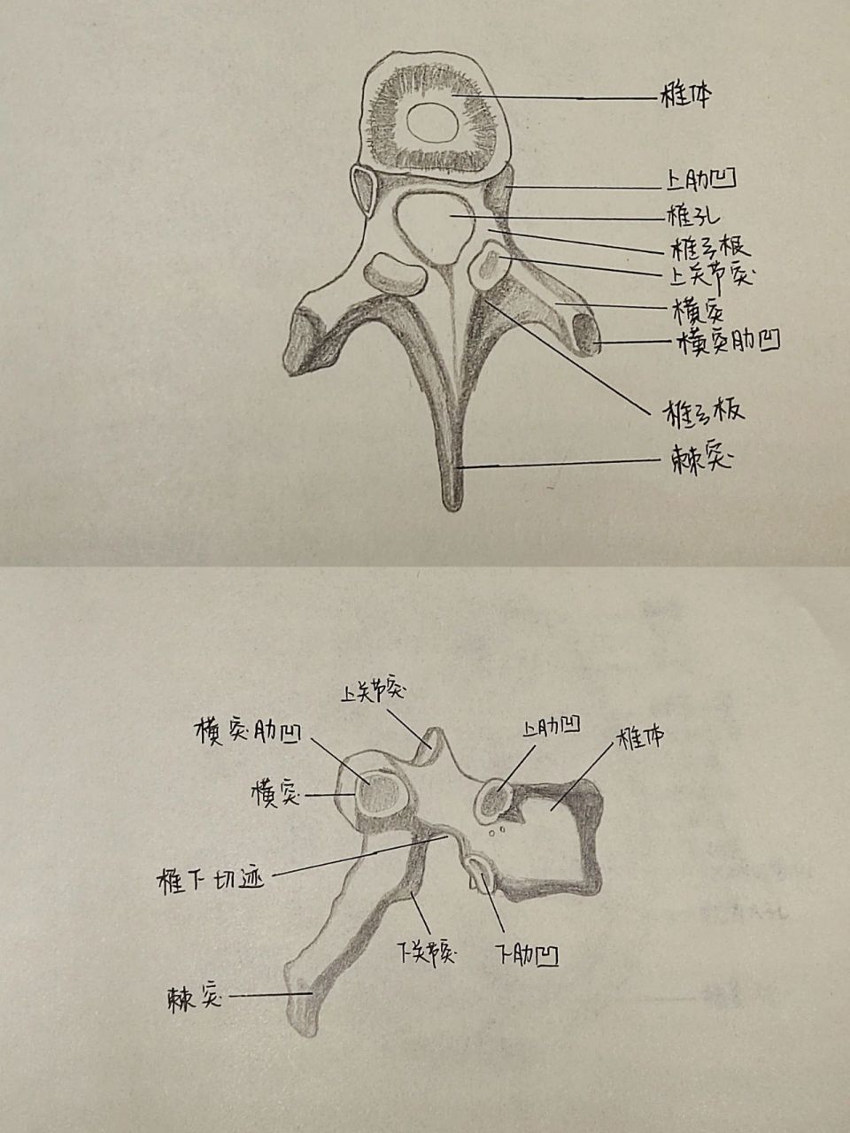 系统解剖学绘图 大一下学期画的系解图,终于肝完了.