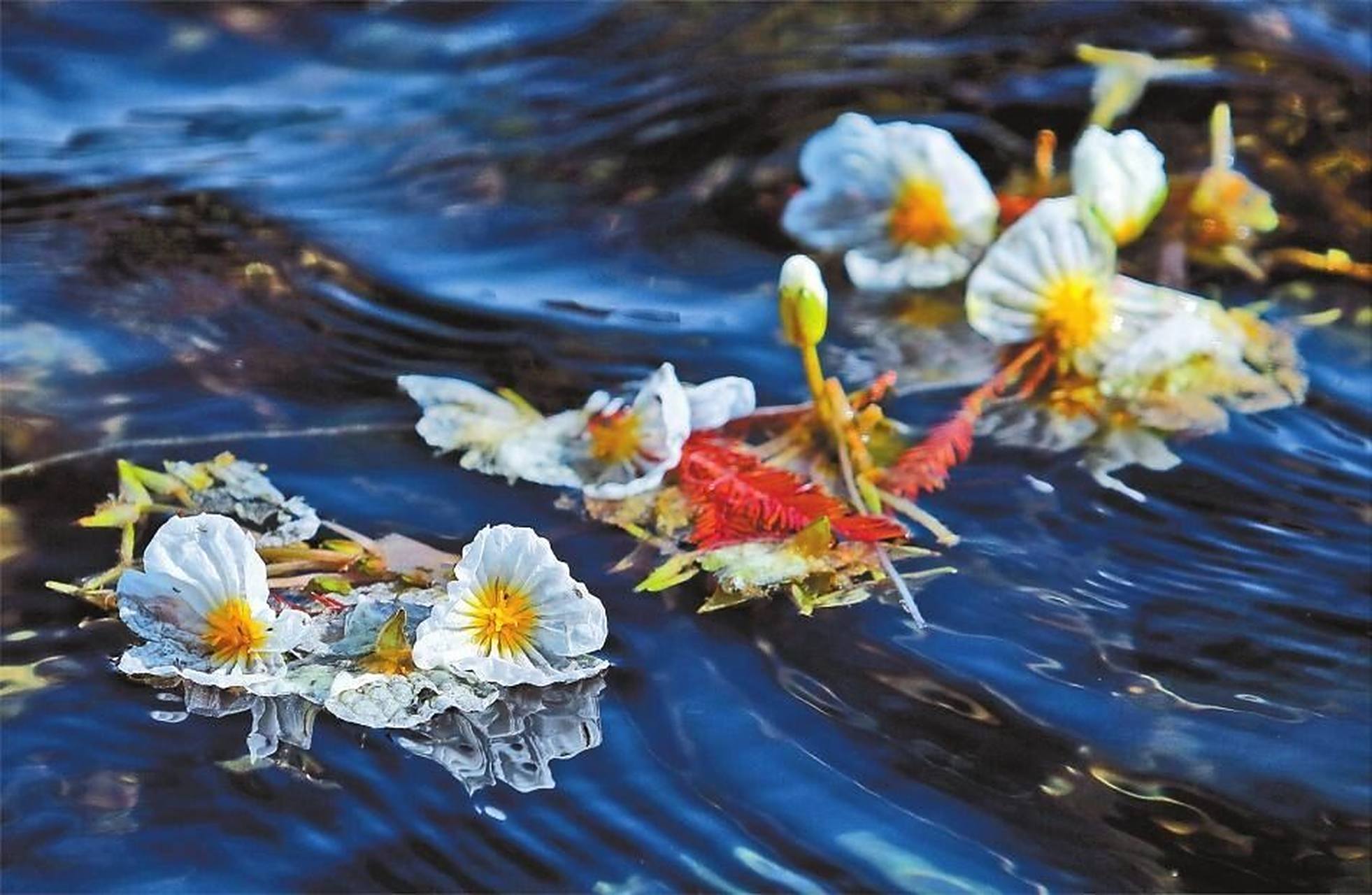 云南菜尝鲜|大理洱海海菜花,又名水性杨花