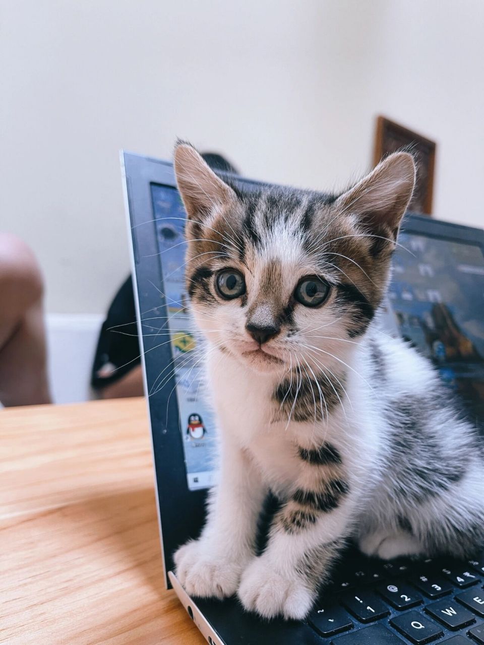 养猫真的太寒心了 朋友家的猫崽崽,蓝猫豹猫杂交的,品种不纯所以也没