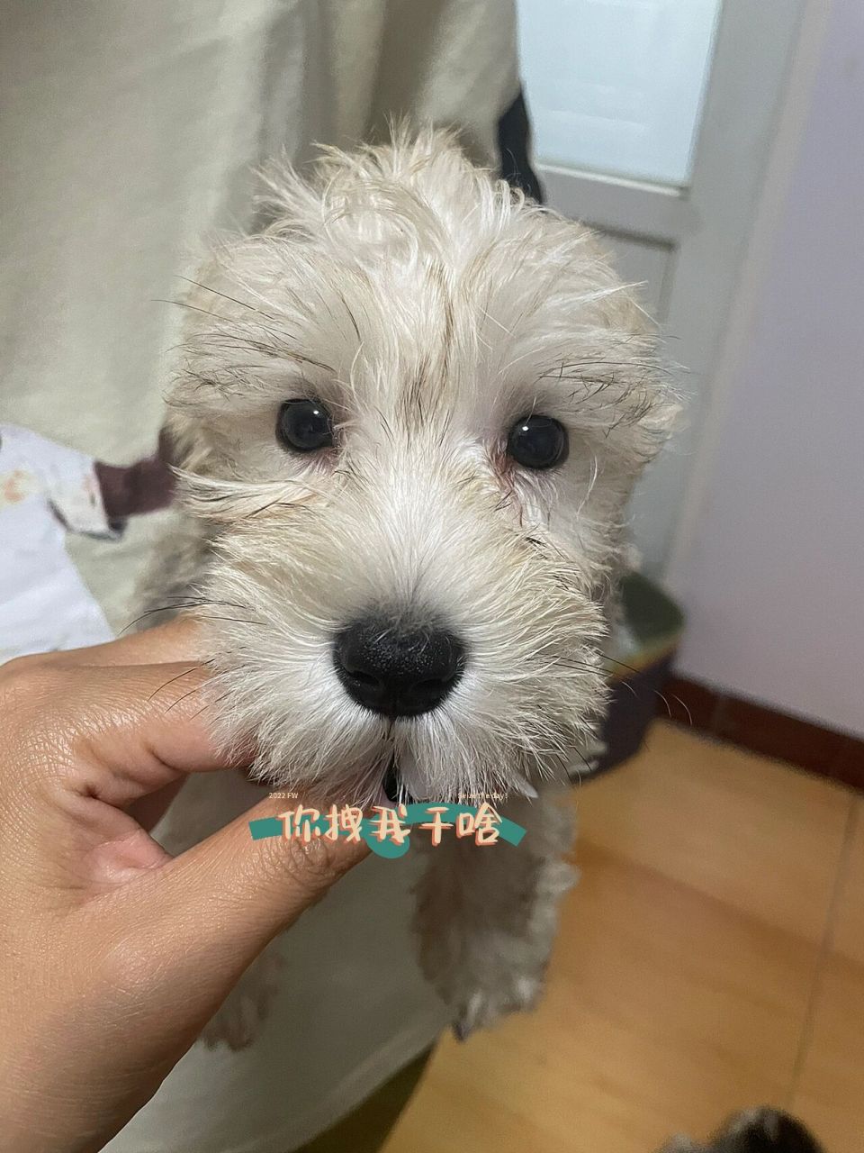 白色雪纳瑞出售 7.