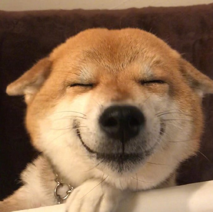 一只眼睛都笑没了的狗子,太治愈了.[心]    .