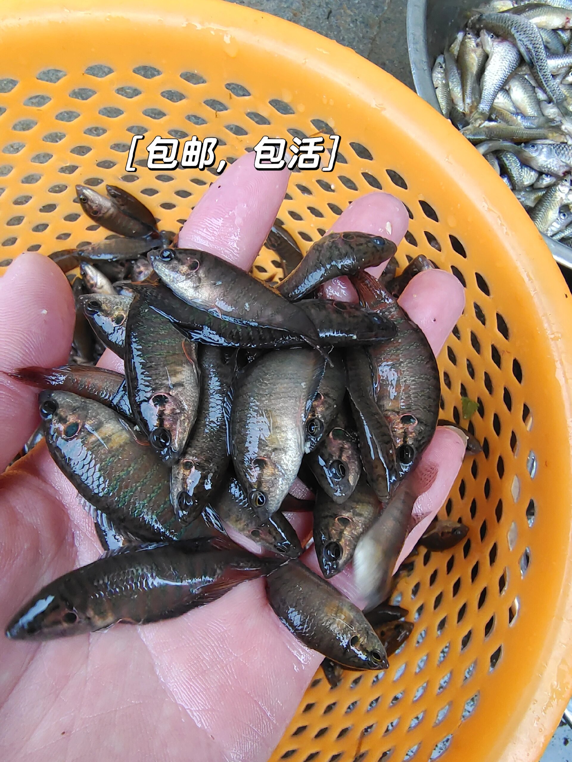 野生中国斗鱼有人要吗