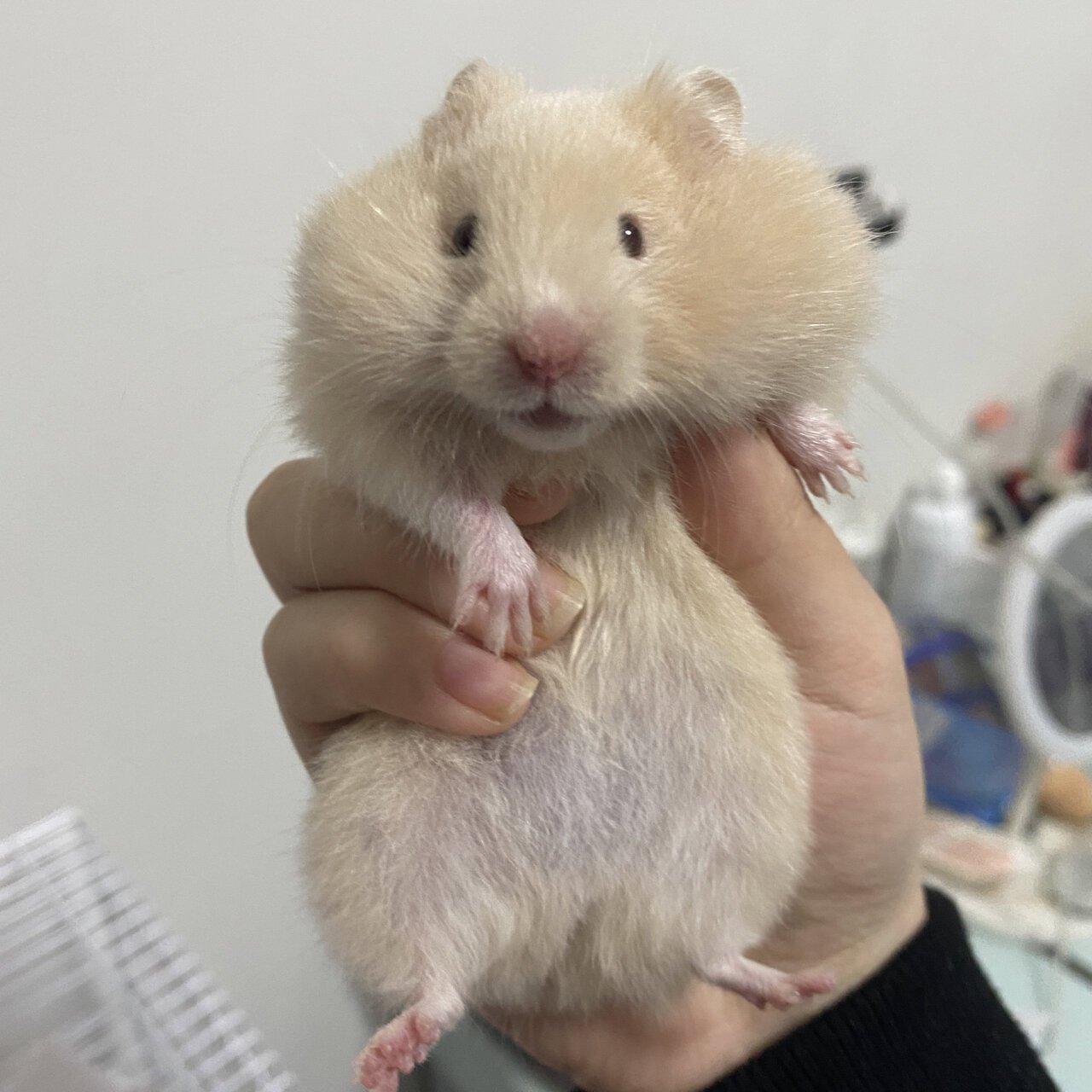 55元买的长毛米熊,帮忙看看品相 是妹妹哦 一个多月大,长毛还没长出来